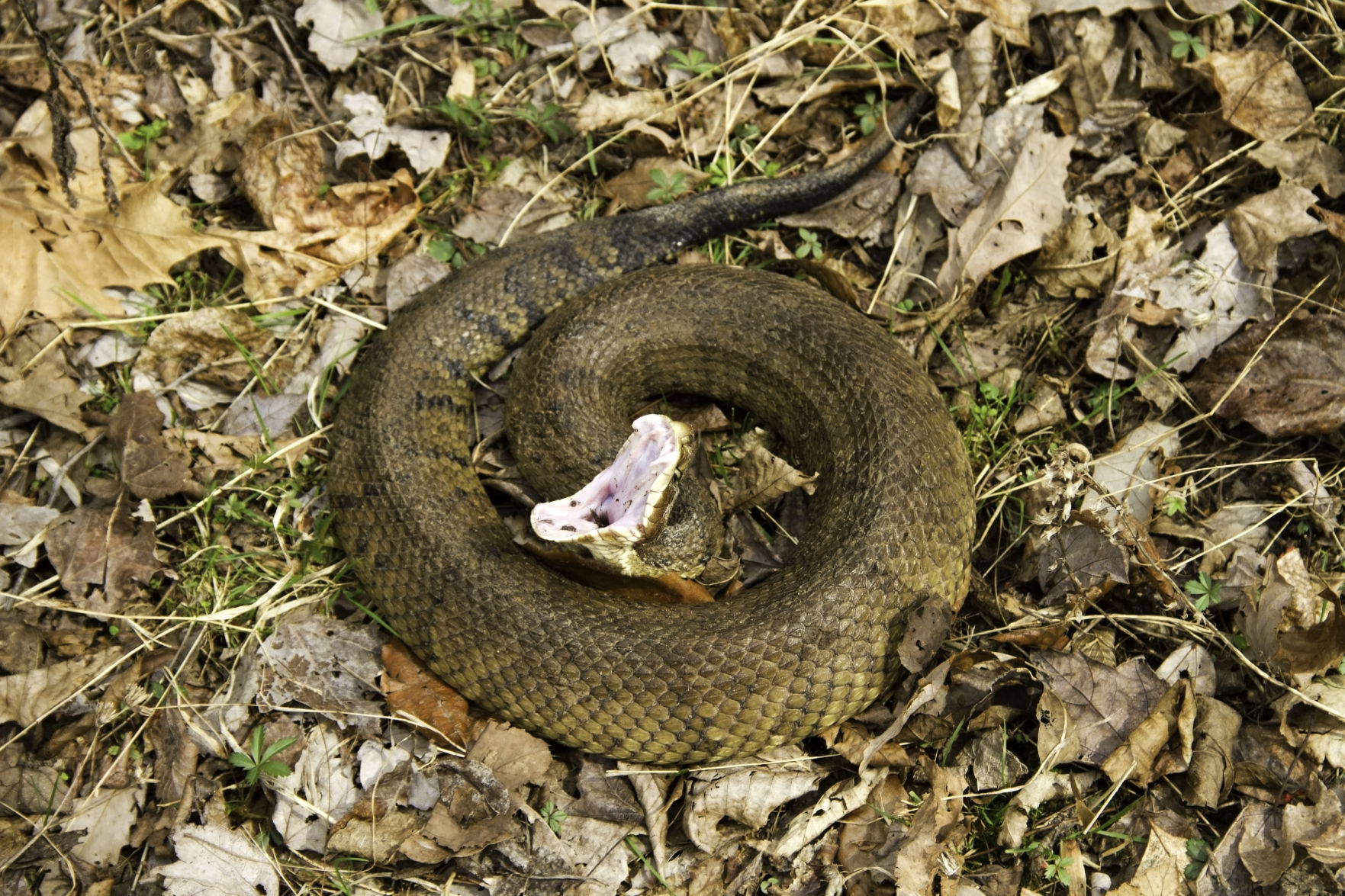 cottonmouth.jpg